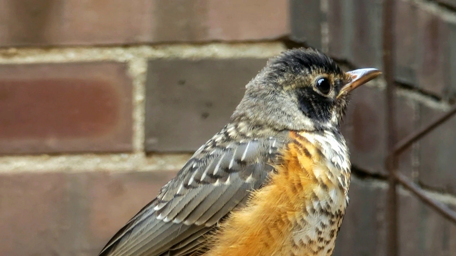 A young American Robin with its characteristic freckled plumage and orange belly (Michelle Lin 2024)