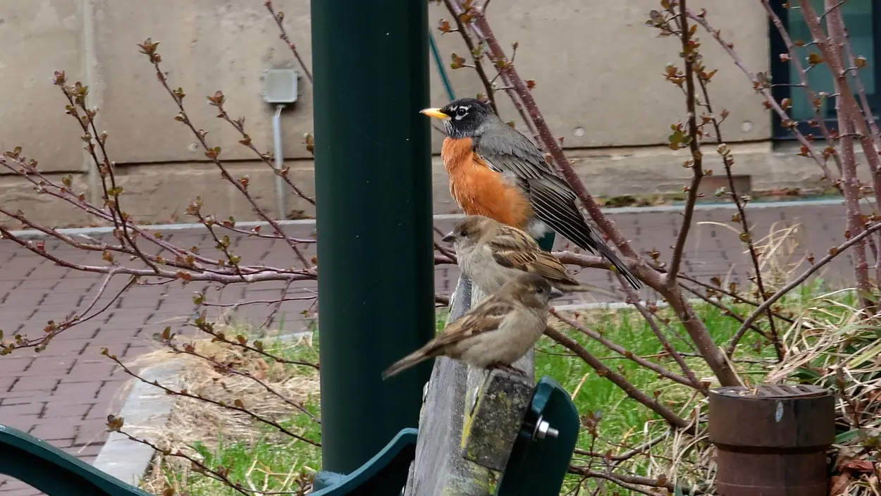 An American robin sits with two house sparrows on a wooden bench (Michelle Lin 2025)