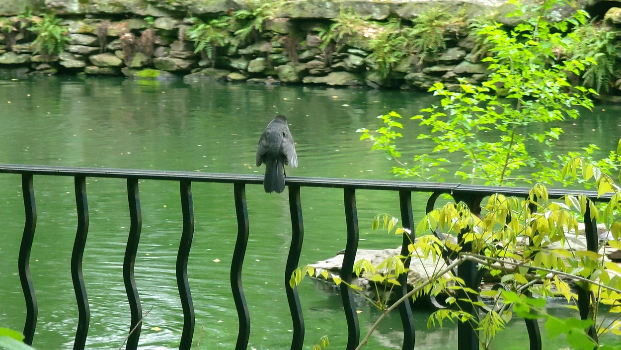 A gray catbird sits on a railing overlooking the BioPond (Michelle Lin 2025)