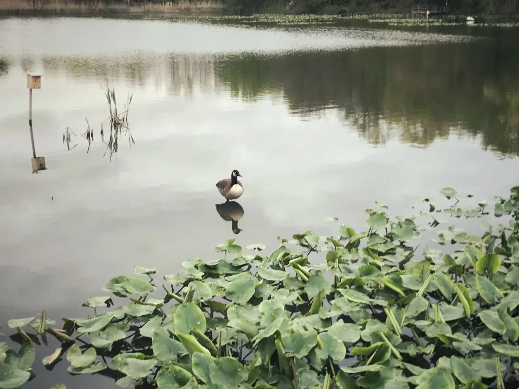 A goose standing in Tinicum Marsh at John Heinz, a large body of water with islands of vegetation (Michelle Lin 2024)