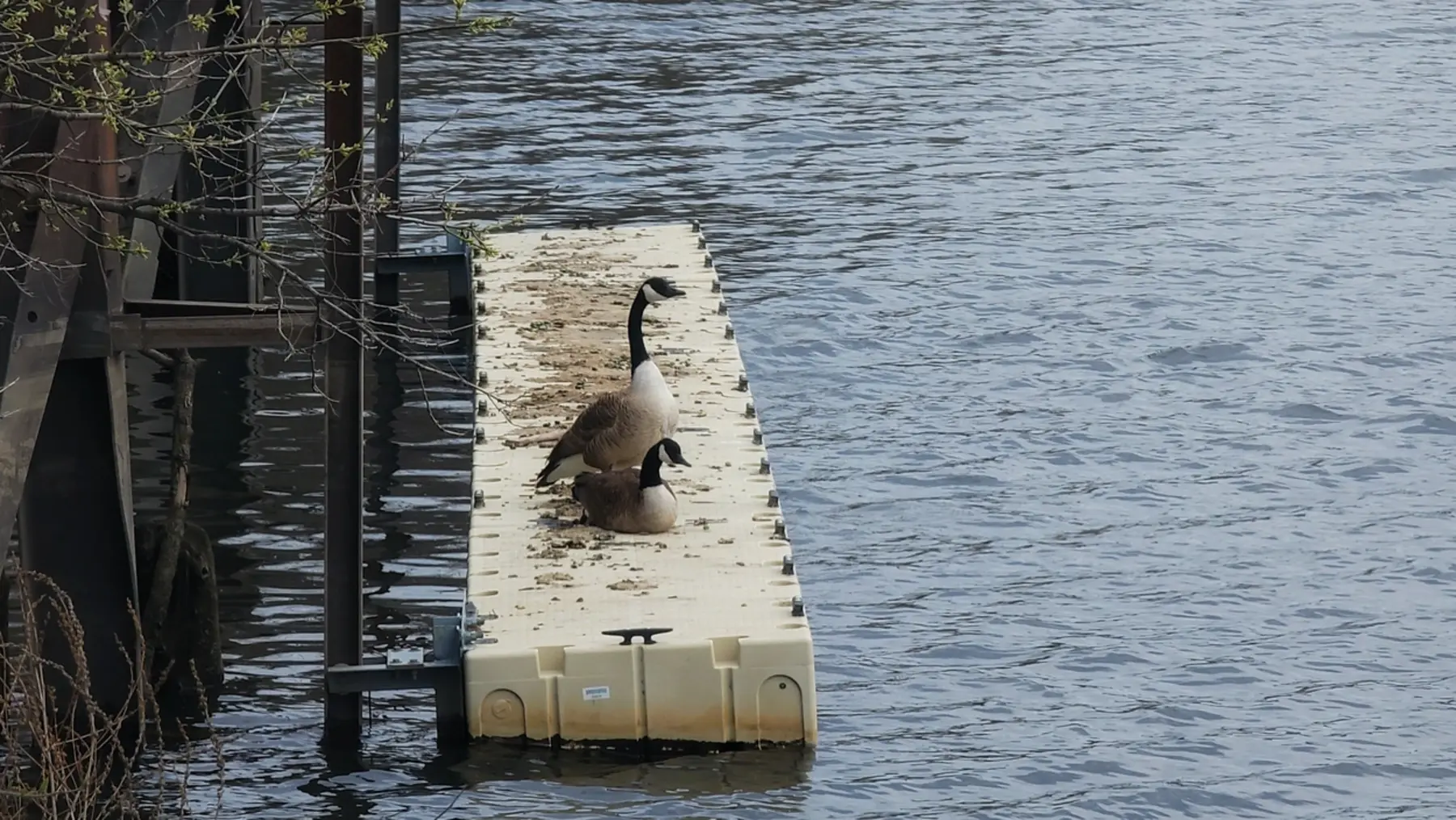 Two Canada geese rest on a river dock