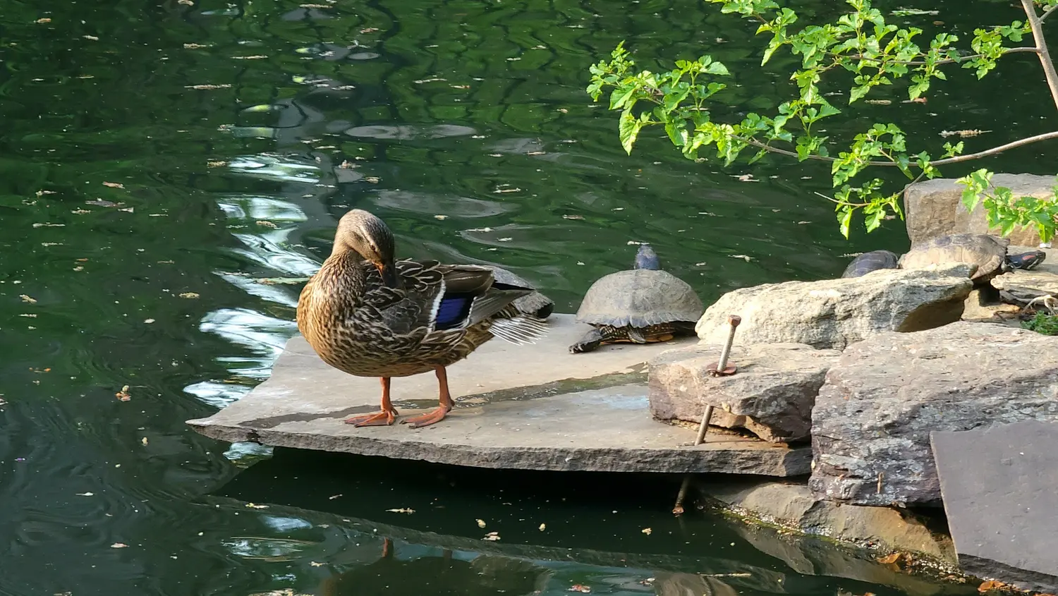 A female mallard preening next to turtles on a rock island in the middle of the BioPond