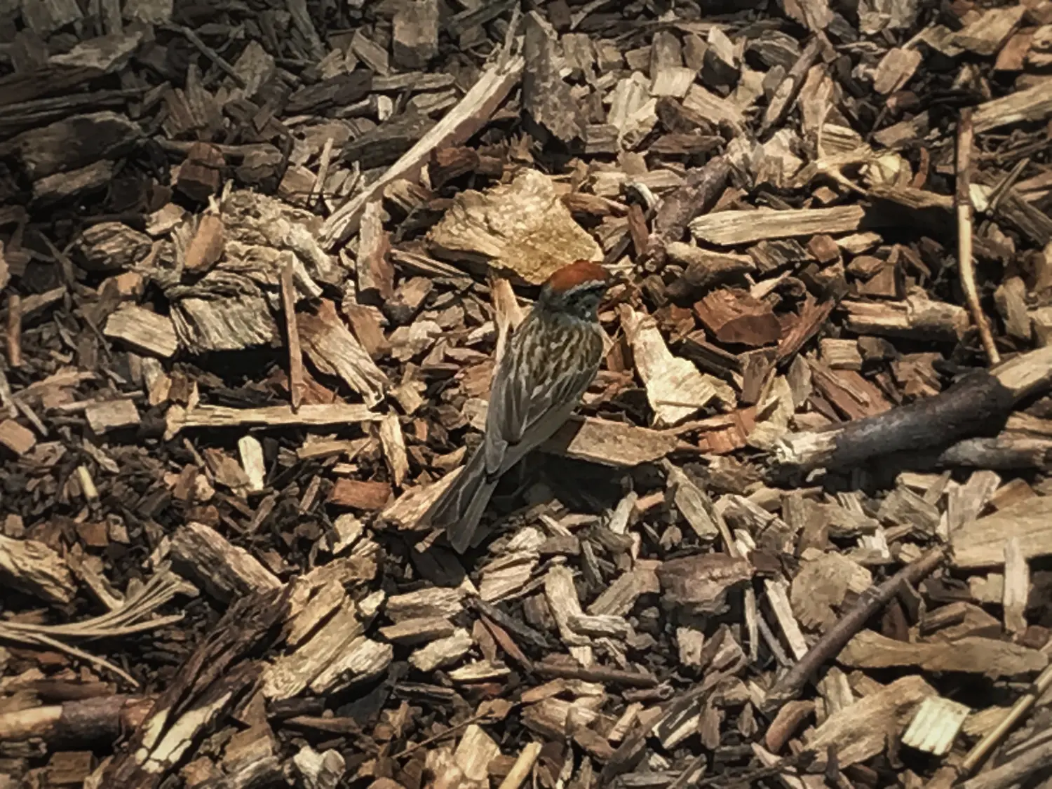 A chipping sparrow, a small brown bird with a dark stripe through its eyes and a red capped head.