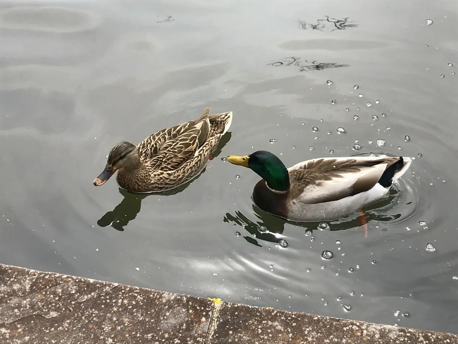 A female and male pair of mallards. The male has a distinct iridescent green head, a white collar, and a black tail curl. The female is mottled brown with a dark stripe through the eyes, and a black and orange bill.