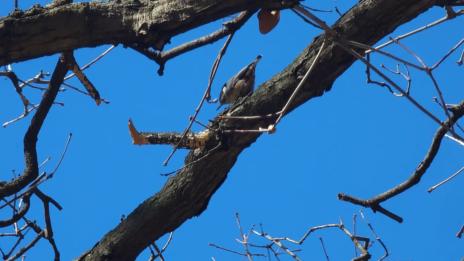 A white-breasted nuthatch, a small bird with a gray-capped head and back, a dark crown, and white underbelly.