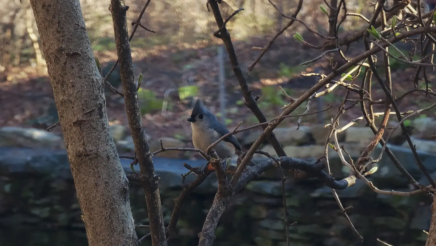 A tifted titmouse, a small blue-gray bird with a white and reddish underbelly and a short black beak. Its signature crest creates a triangular head silhouette.