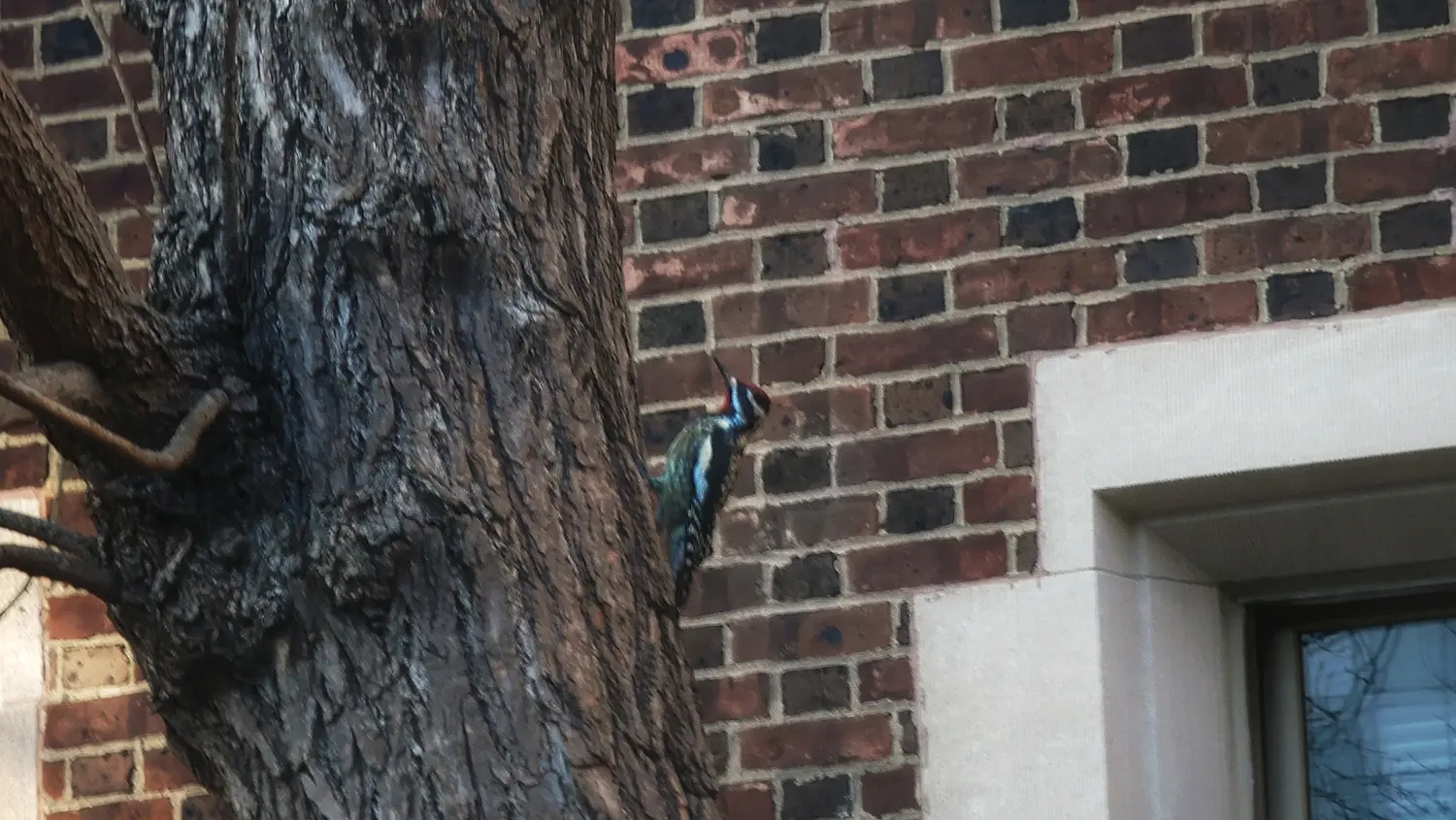 A male yellow-bellied sapsucker, a black and white striped bird with a dull yellow belly. Its wings have a continuous white bar, and its crown is red. The throat is red in males, and white in females.