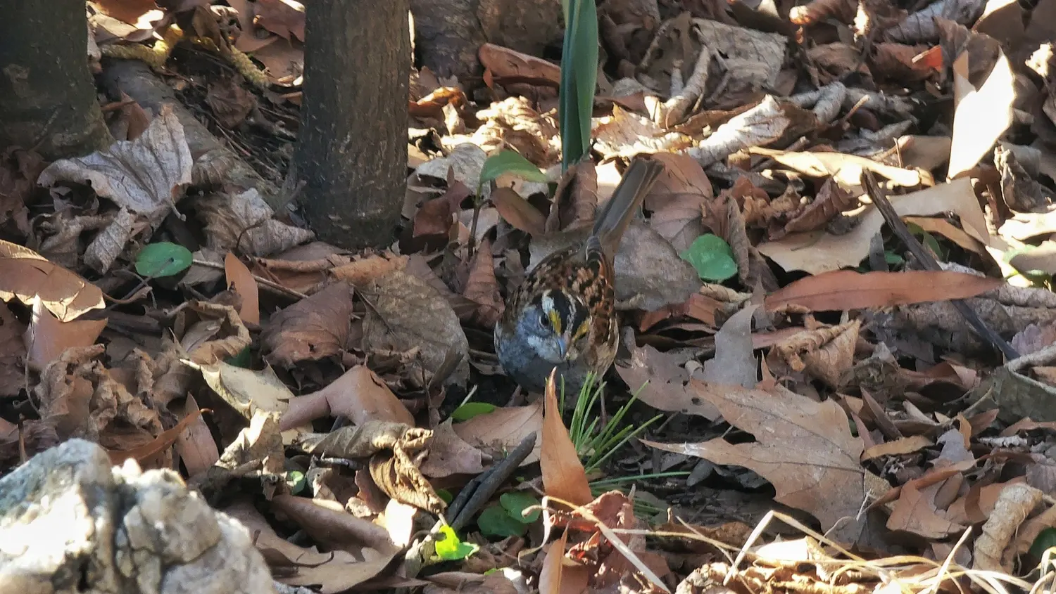 A white-throated sparrow, a small brown bird with black bars and pale underside. It has a distinctive white throat, black and white stripes on its head, and yellow spots above its eyes