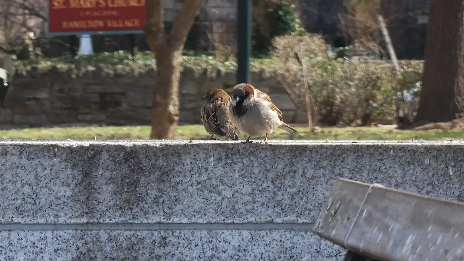 A pair of house sparrows, small brown birds with thick beaks. The male has a reddish brown feathers around the eyes and black on its chest, while the female is brown throughout.