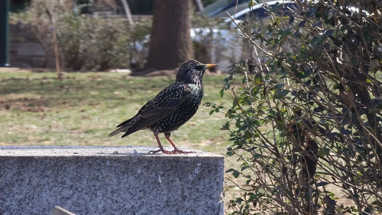 A European starling, a black and iridescent bird with a short tail and a long bright yellow beak
