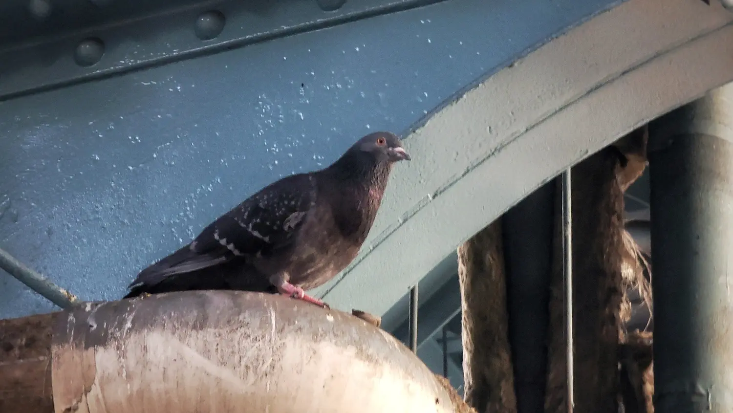 A feral pigeon with a typical blue gray body, iridescent neck, and red eyes and legs. This one has a t-check wing pattern, but feral pigeons can vary wildly in patterns and colors.