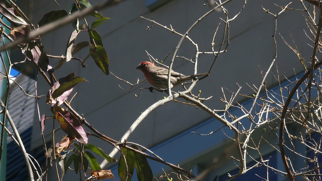 A male house finch with its signature pinkish-red head and breast. The rest of its feathers are streaky brown.
