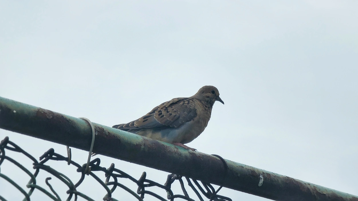A mourning dove, with peachy gray-brown feathers spotted with black on its wings. Its bill is black and slender, and its legs are a pale pink.