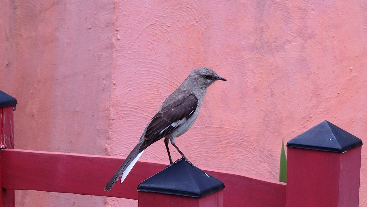 A northern mockingbird, a gray bird with a light underbelly, dark wings, and a long tail. Its wings have a signature pair of white patches.