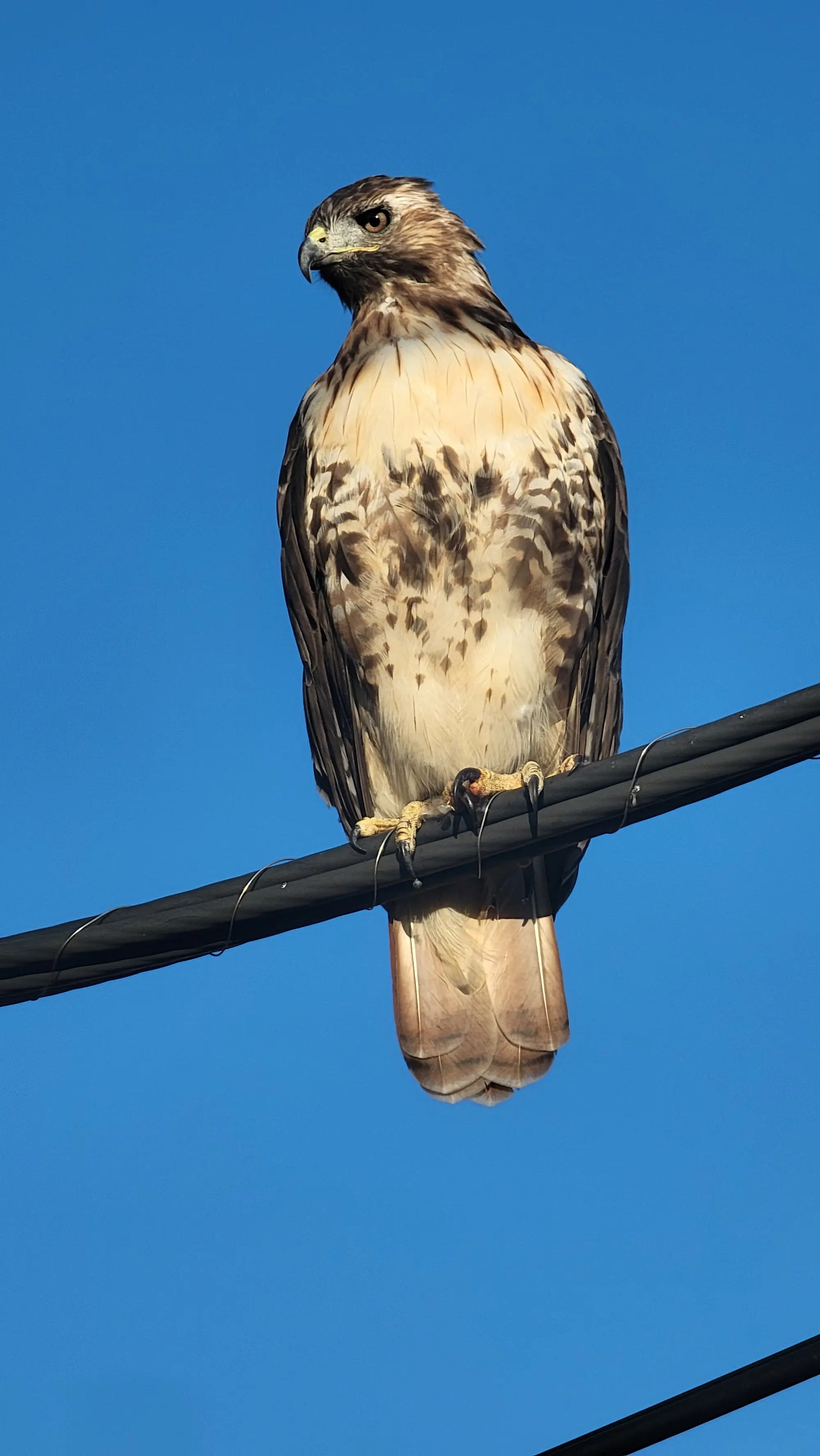 A red-tailed hawk is usually reddish-brown with speckled streaks of dark brown on a light belly. It has a white throat and a mostly unbanded tail.