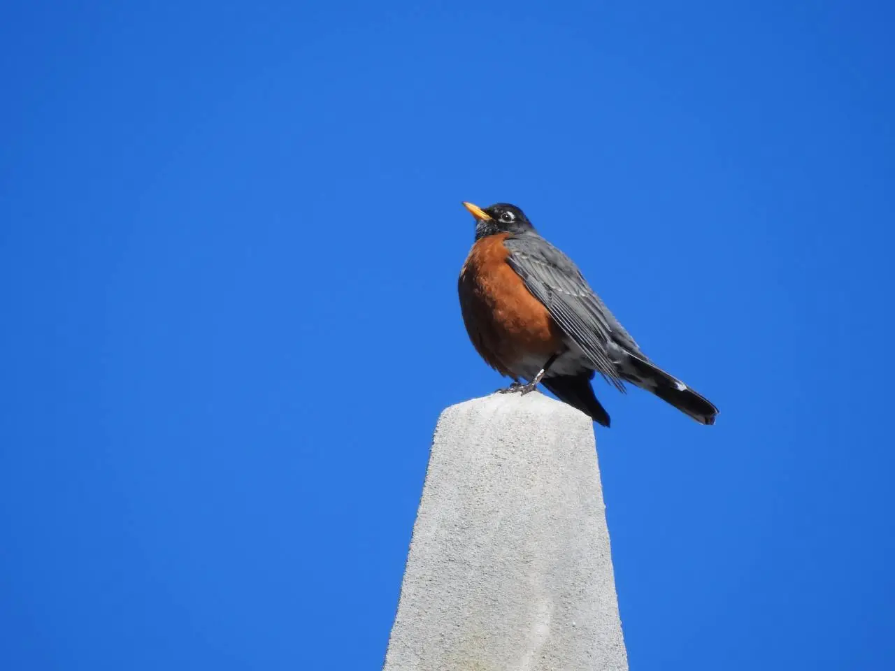 An American robin, with its signature red belly. The rest of its body is dark gray, with a white ring around its eyes and a yellow beak.