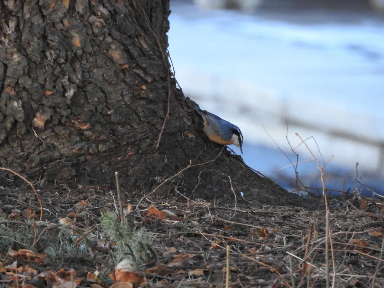 A red-breasted nuthatch, a small bird with a blue-gray body and reddish underbelly. A black stripe runs along its head from the beak through the eyes.