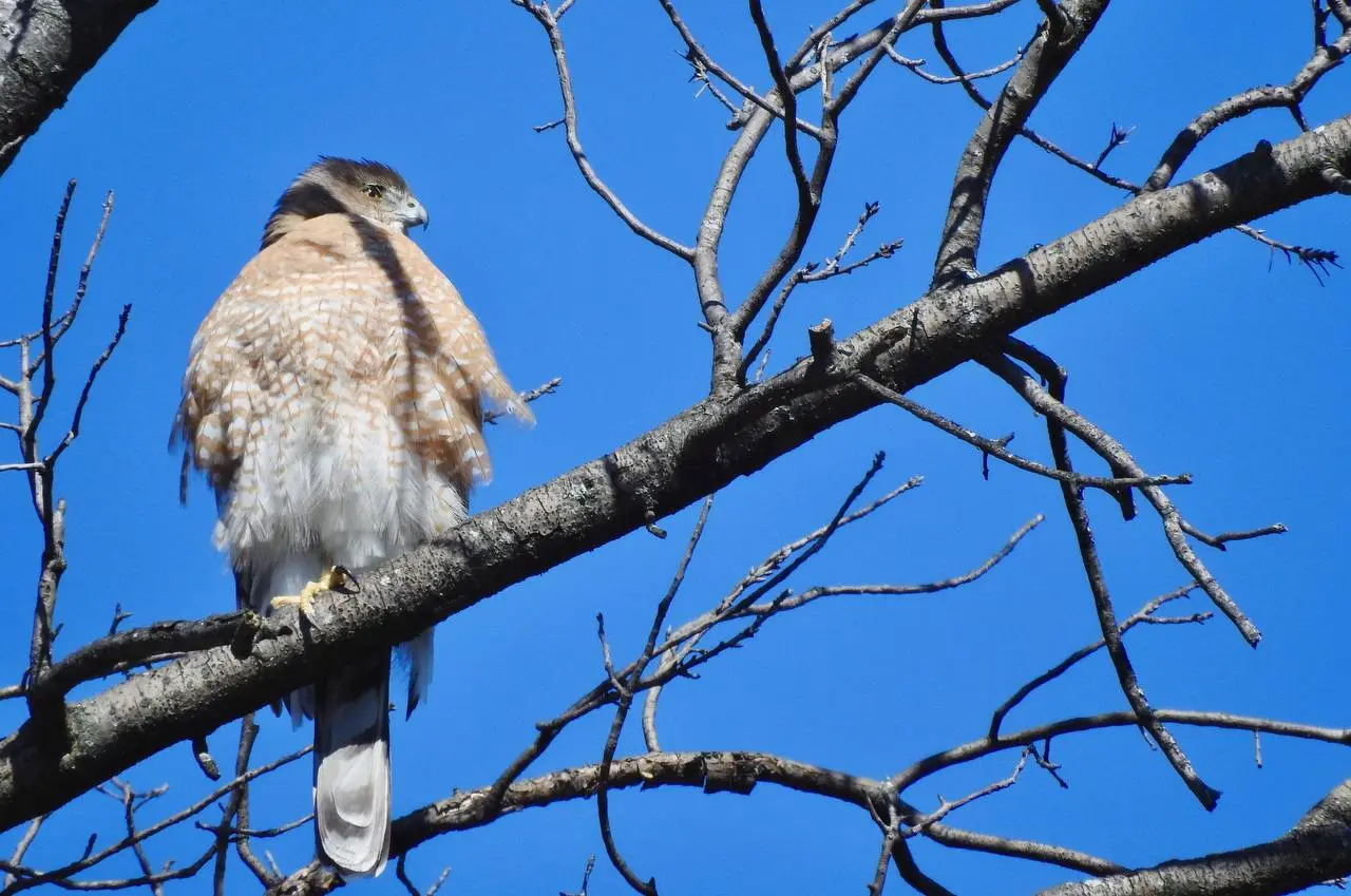 A Cooper's hawk, a large bird with a gray back, dark capped head, and a pale red-barred underbelly. It has a small hooked beak. Its head is somewhat flat.